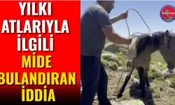 Yılkı Atlarıyla İlgili Mide Bulandıran İddia