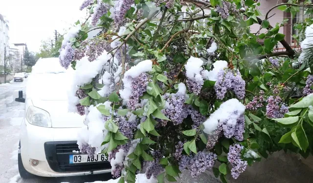 Çiçek Açan Ağaçlar Kar Altında Kaldı
