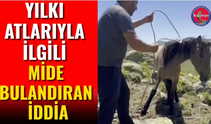 Yılkı Atlarıyla İlgili Mide Bulandıran İddia